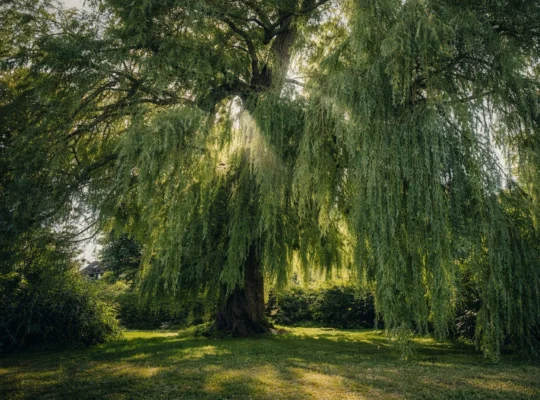 Trauerweide im Sonnenlicht mit herabhängenden Ästen als ruhige Naturszene