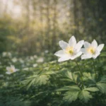 Buschwindröschen im Frühling: kurze Momente sind besonders