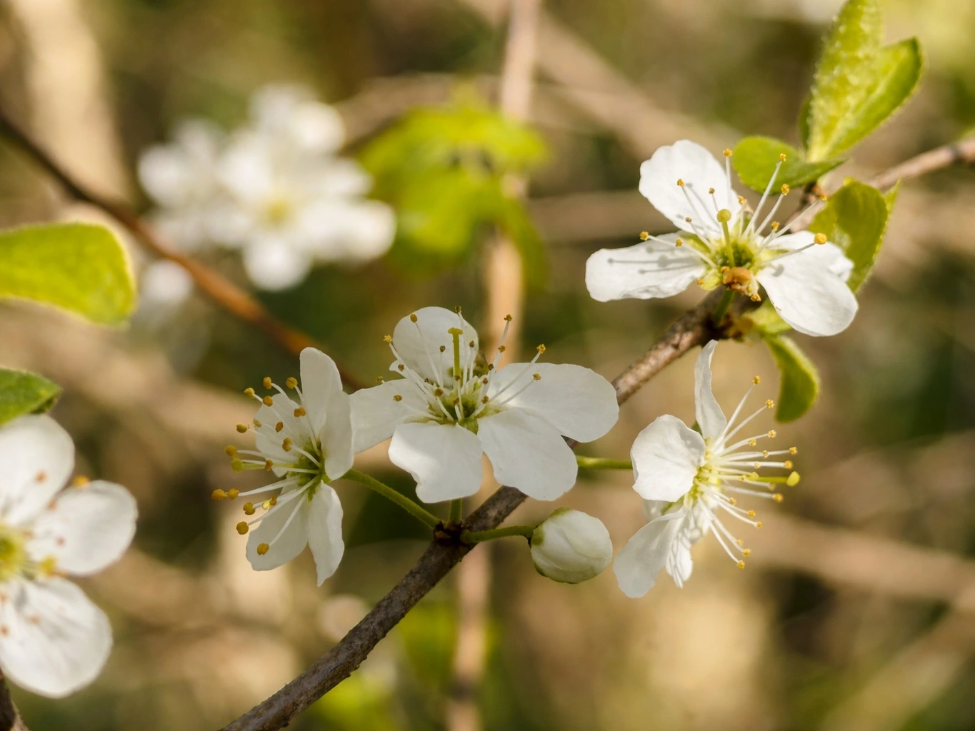 Wei&szlig;e Bl&uuml;ten im Sonnenlicht als ruhiger Moment f&uuml;r Achtsamkeit am Morgen