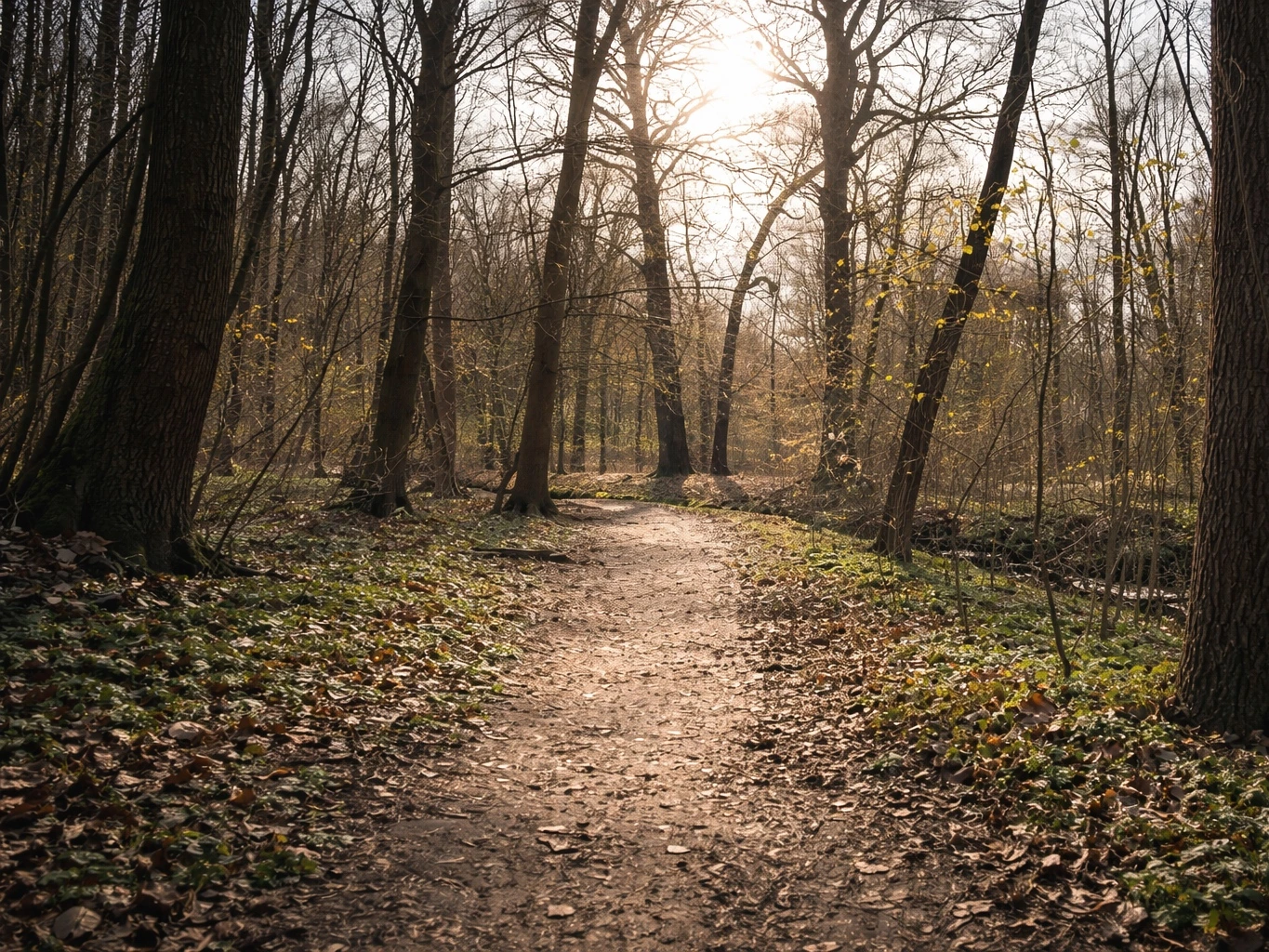 Waldweg im Fr&uuml;hling mit Sonnenlicht zwischen kahlen B&auml;umen und ruhiger Atmosph&auml;re