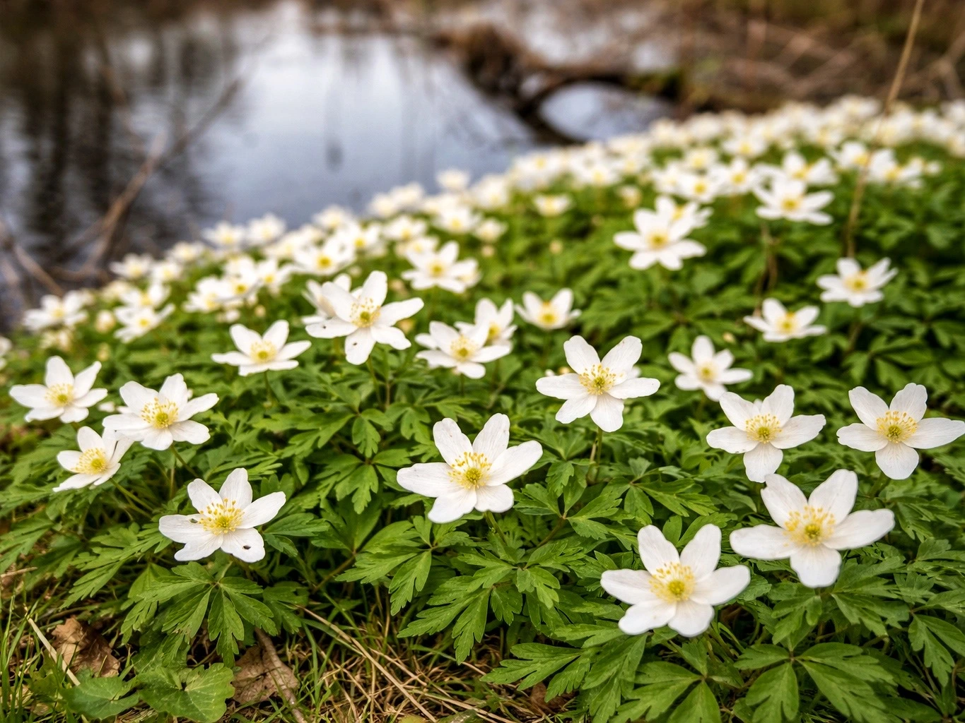 Weiße Buschwindröschen blühen im Frühling dicht am Waldboden neben einem ruhigen Bach