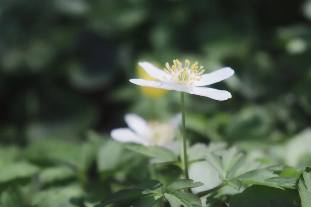 Nahaufnahme eines weißen Buschwindröschens im Frühlingslicht