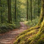 Warum sich Ruhe im Wald anders anf&uuml;hlt: Was wir lernen k&ouml;nnen
