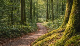 Ruhiger Waldweg mit moosbedeckten Baumst&auml;mmen und warmem Licht zwischen den B&auml;umen.