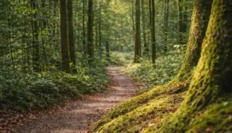Ruhiger Waldweg mit moosbedeckten Baumstämmen und warmem Licht zwischen den Bäumen.