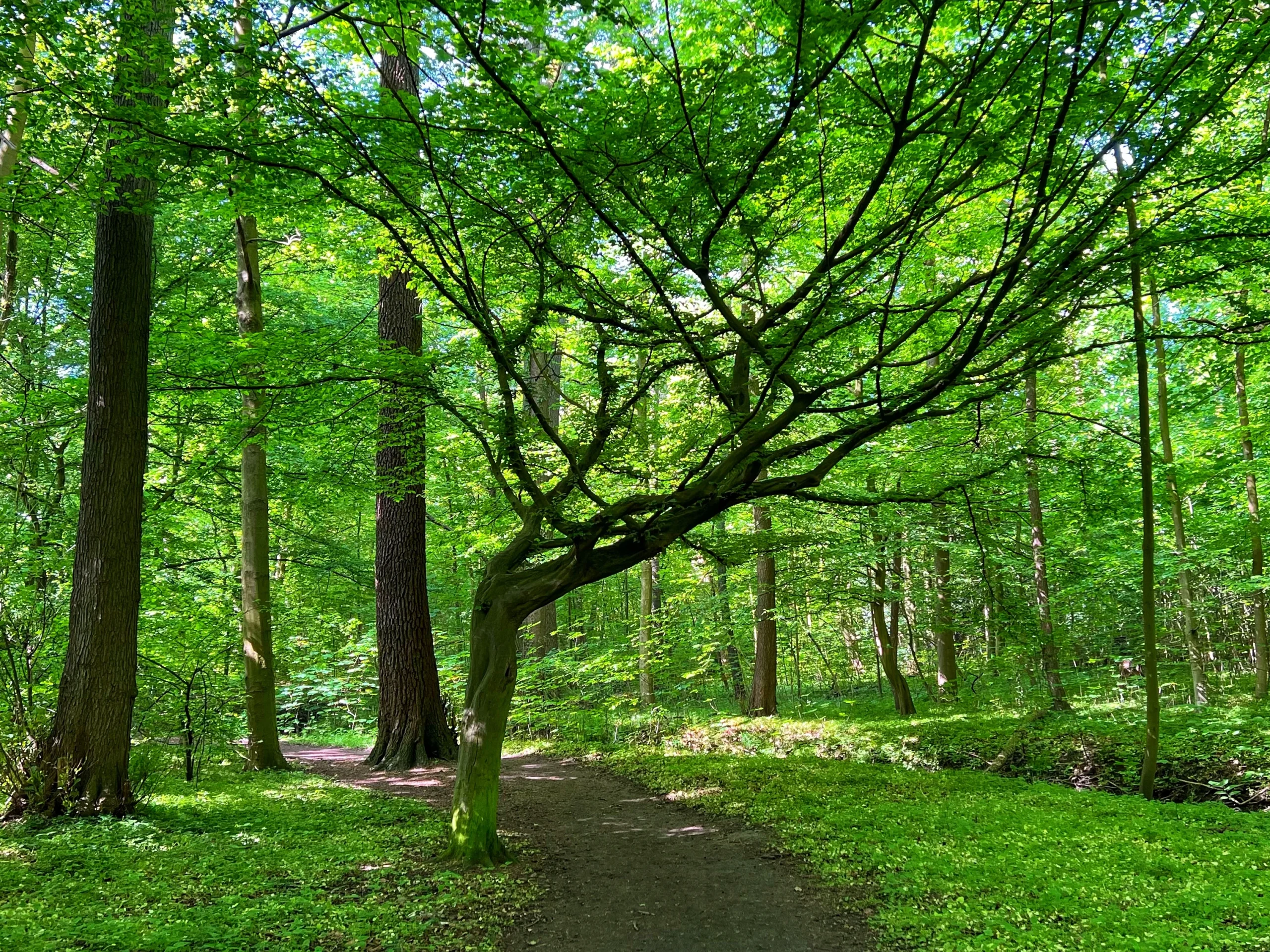Sonniger Waldweg mit dichtem Blätterdach