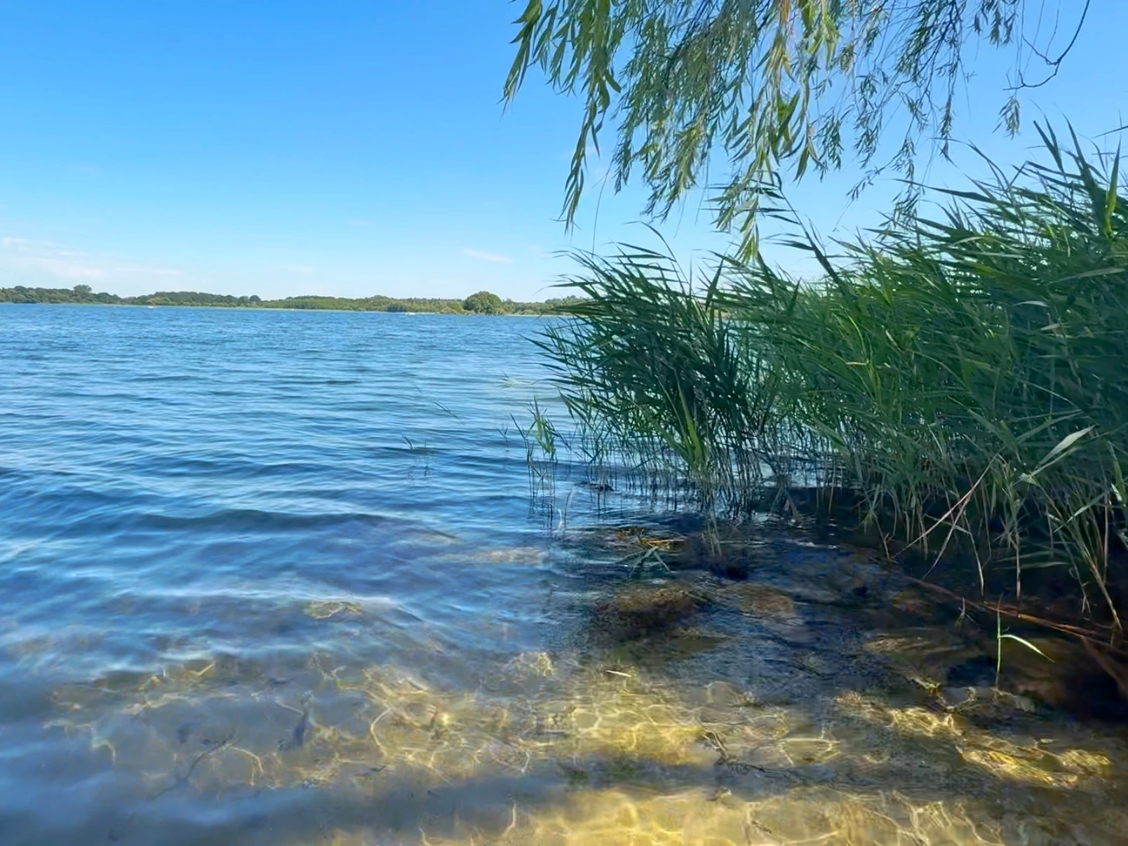 See mit kleinen Wellen, Lichtreflexen und Schilf am Ufer