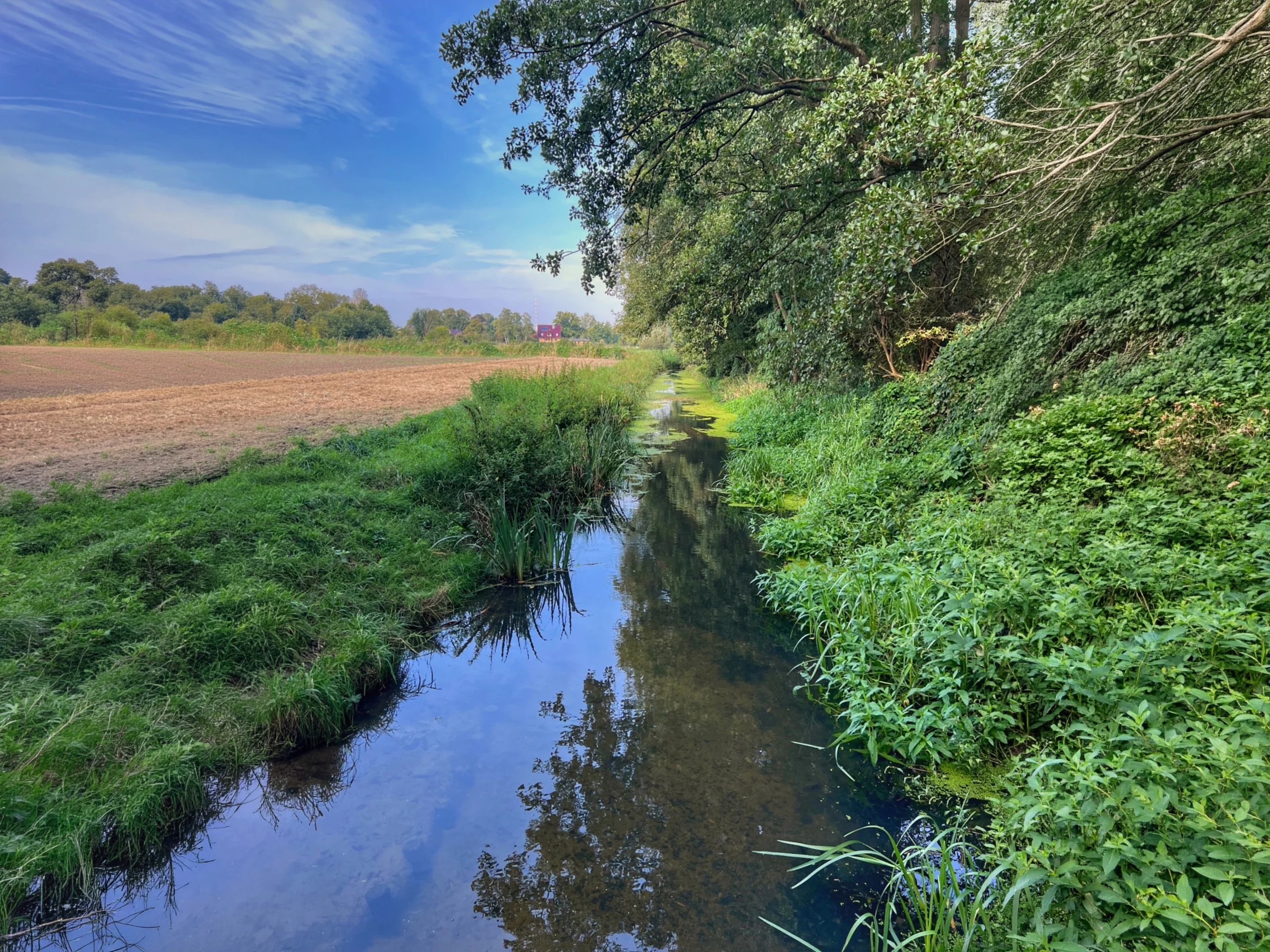 Schmaler Bach zwischen grüner Ufervegetation und einem Feld