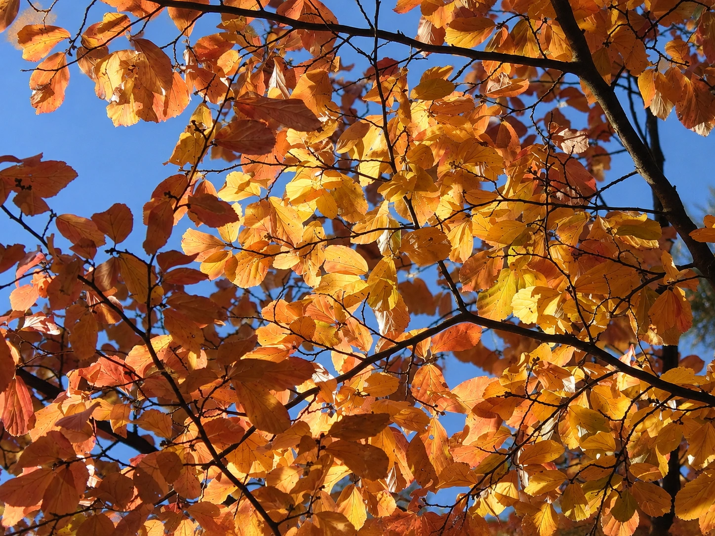 Orangefarbene Herbstblätter im Sonnenlicht vor blauem Himmel