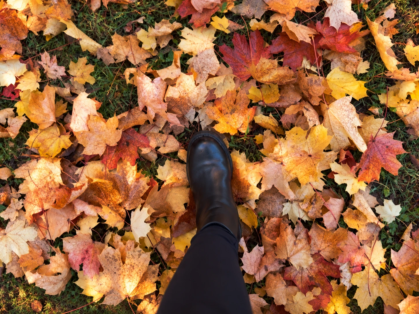 Spaziergang durch buntes Herbstlaub auf dem Waldboden
