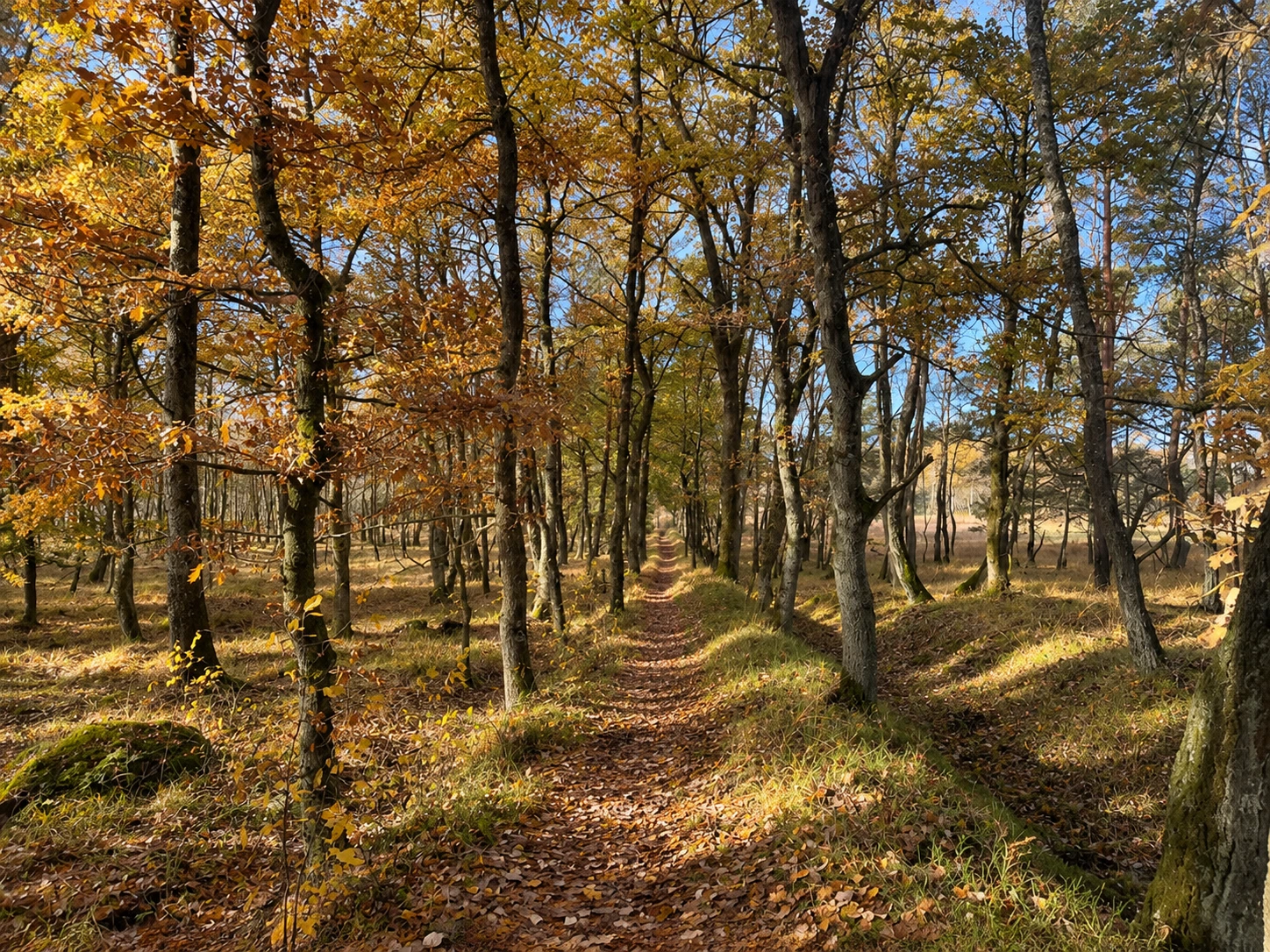 Schmaler Waldweg zwischen bunt gefärbten Bäumen im Herbst